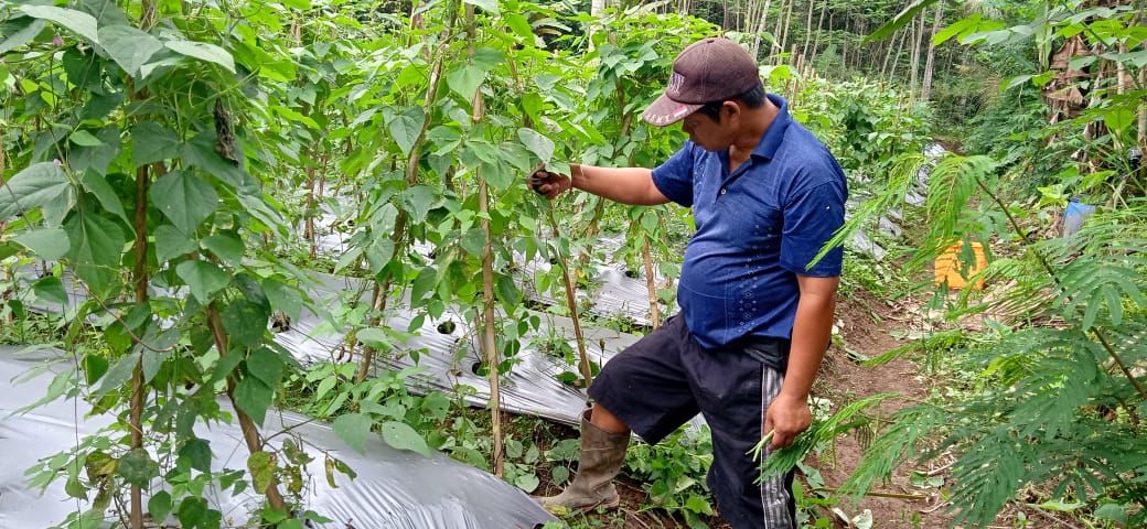 Dasamas Dampingi KSM Maju Makmur Gemilang Panen Buncis di Kampung Zakat Bateh